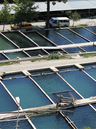 Using the Biocarriers ™ BioChip RAS process realizes the biochemical water treatment of aquaculture